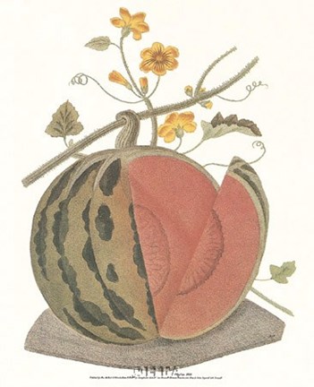 Framed Melon - Watermelon Print