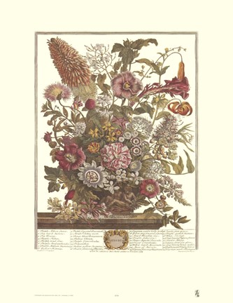 Framed August/Twelve Months of Flowers, 1730 Print