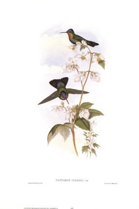 Framed Panterpe Insignis/Hummingbirds Print