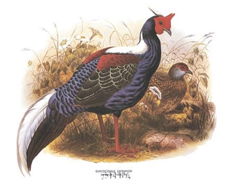 Framed Swinhoe&#39;s Pheasant Print