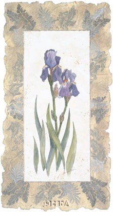 Framed Emperor Iris Print