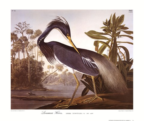 Framed Louisiana Heron Print