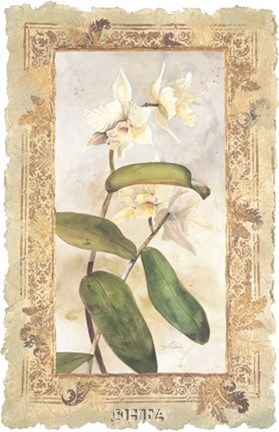 Framed Orchid Print