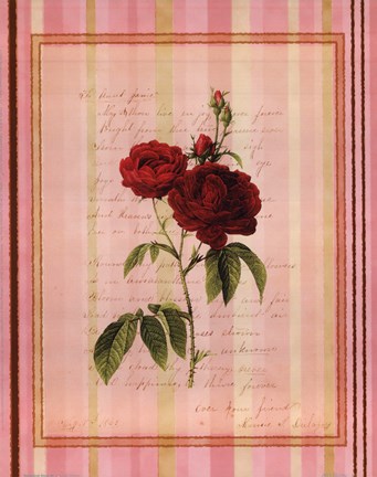 Framed Botanical Rose III Print