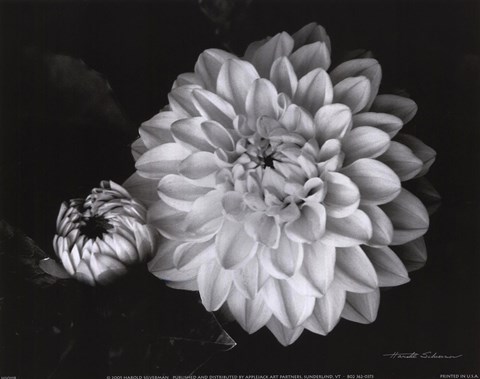 Framed Chrysanthemum Print