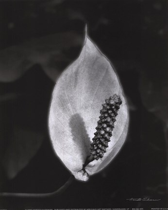 Framed Peace Lily Print