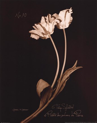Framed Tulip Sylvestrie No. 10 Print