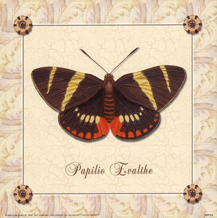 Framed Papilio Evalthe I Print
