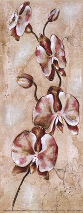Framed Tropical Orchid II Print