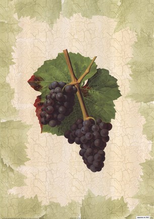 Framed Antique Grapes - Gougenot Print