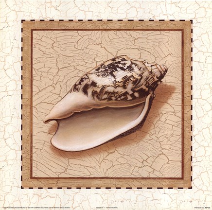 Framed Seashells II Print