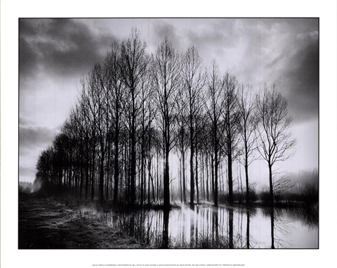Framed Trees in Normandy Print