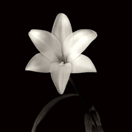Framed Lily, Flower Series VI Print