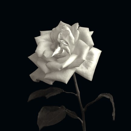 Framed Rose, Flower Series VIII Print