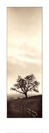 Framed Sentinel Oak Tree Print