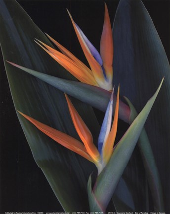 Framed Bird Of Paradise Print