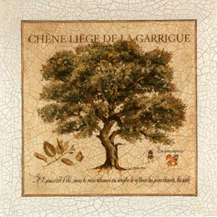 Framed Chene Liege De La Garrigue Print