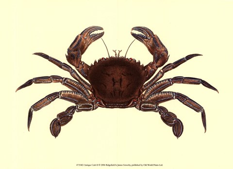 Framed Antique Crab II Print