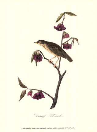 Framed Audubon&#39;s Thrush Print