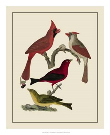 Framed Bird Family IV Print