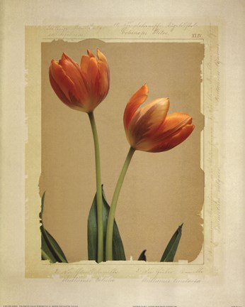 Framed Tangerine Tulips I Print