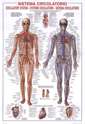 Framed Circulatory System Print