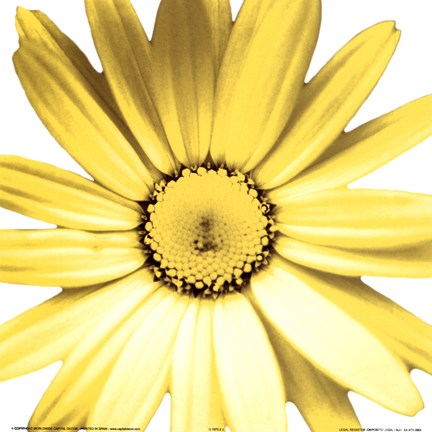 Framed Yellow Daisy Print