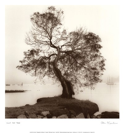 Framed Coast Oak Tree Print