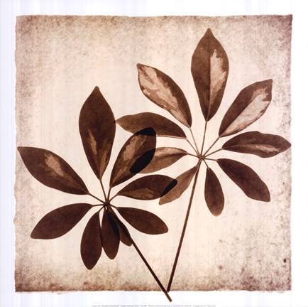 Framed Cassava Leaves Print
