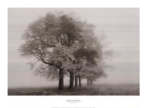 Framed Harmony in Fog Print