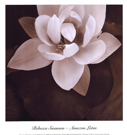 Framed Amazon Lotus Print