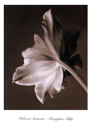 Framed Moonglow Tulip Print