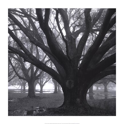 Framed Oak Grove, Winter Print