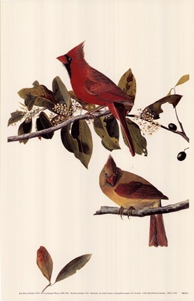 Framed Northern Cardinal Print