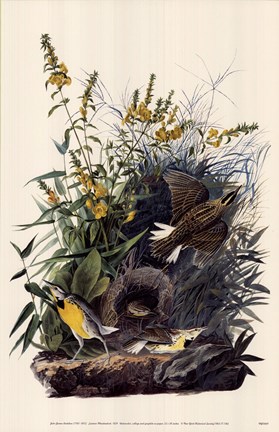 Framed Eastern Meadowlark Print