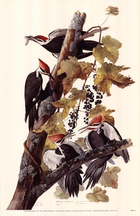 Framed Pileated Woodpeckers Print