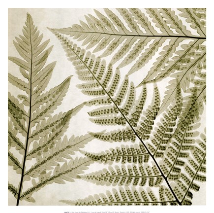 Framed Ferns III Print