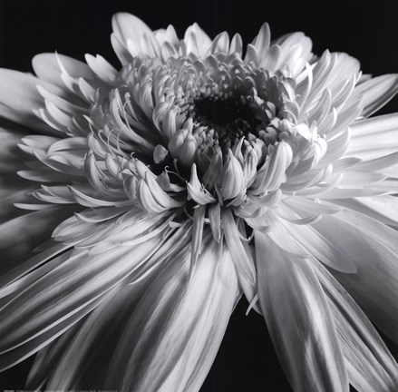 Framed Gerbera Print