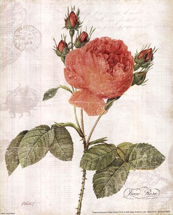 Framed June Rose Print