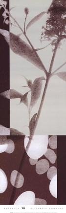 Framed Botanica 10 Print