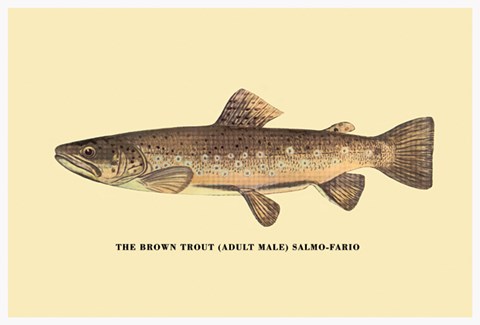 Framed Brown Trout Print