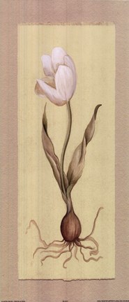 Framed White Tulip With Bulb Print