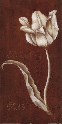 Framed White Tulipa N 42 Print