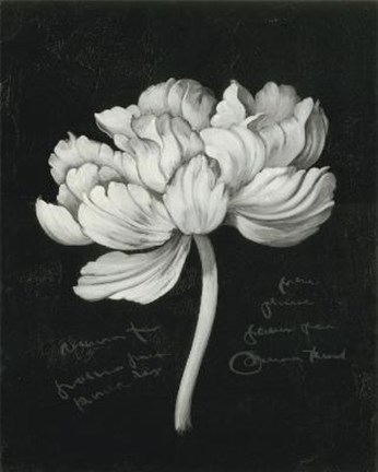 Framed Flower VII Print