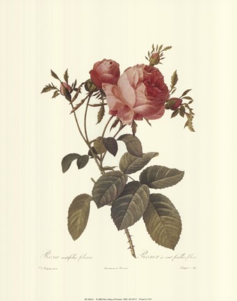 Framed Rosa Centrifolia Foliacea Print