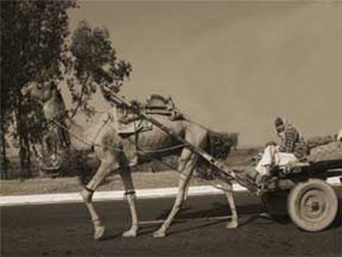 Framed Camel Pulling Cart Print
