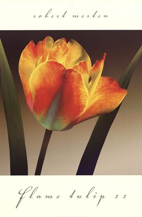 Framed Flame Tulip II Print