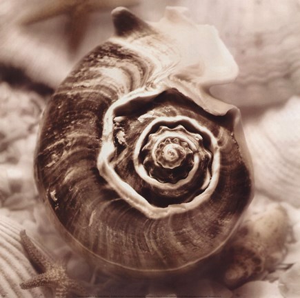 Framed Iridescent Seashell IV Print
