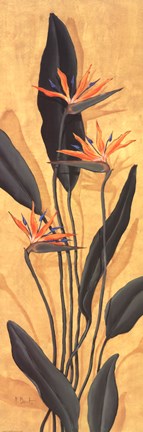 Framed Bird Of Paradise Print