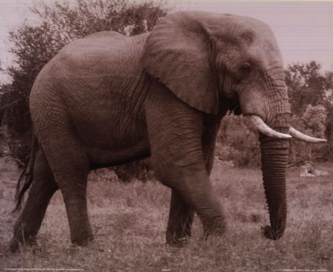 Framed Elephant In Field Print